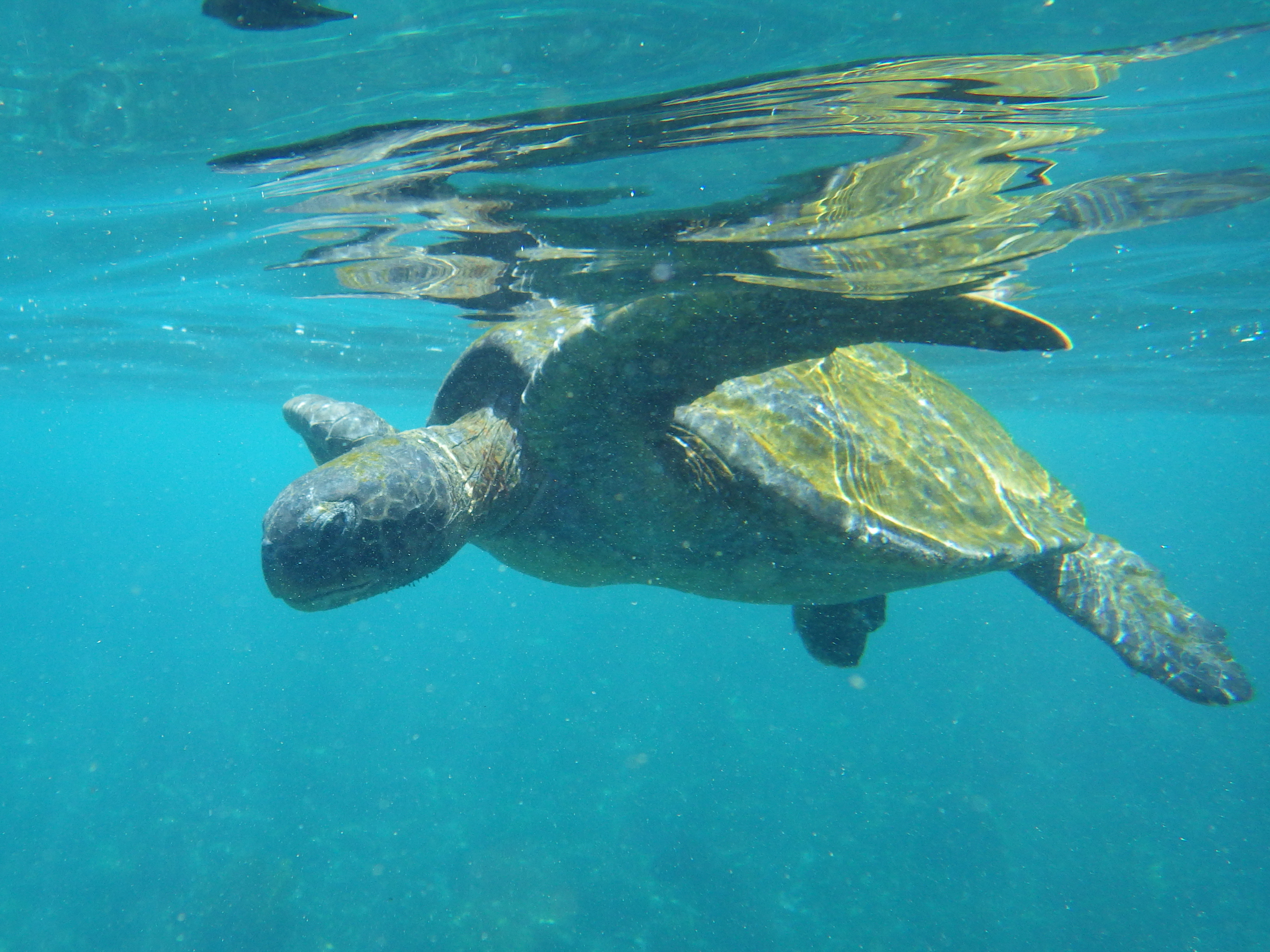 Sea Turtle 